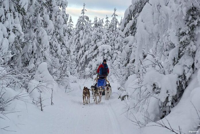 Cães puxando um trenó em uma trilha de neve rodeada por árvores cobertas de neve.